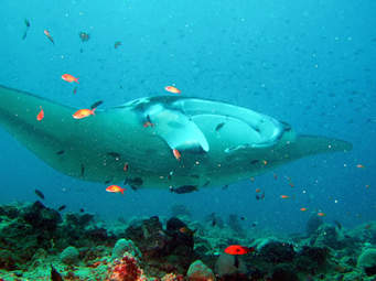 Raie manta