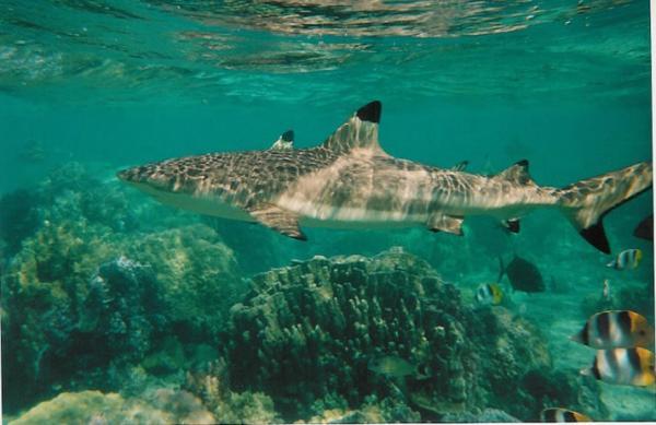 Requin pointe noire1 1