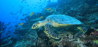 Tortue